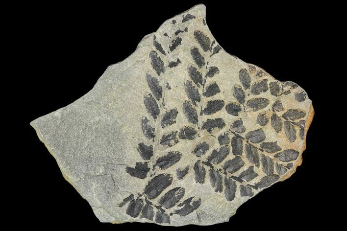 Pennsylvanian Fossil Fern (Neuropteris) - Kentucky #112679